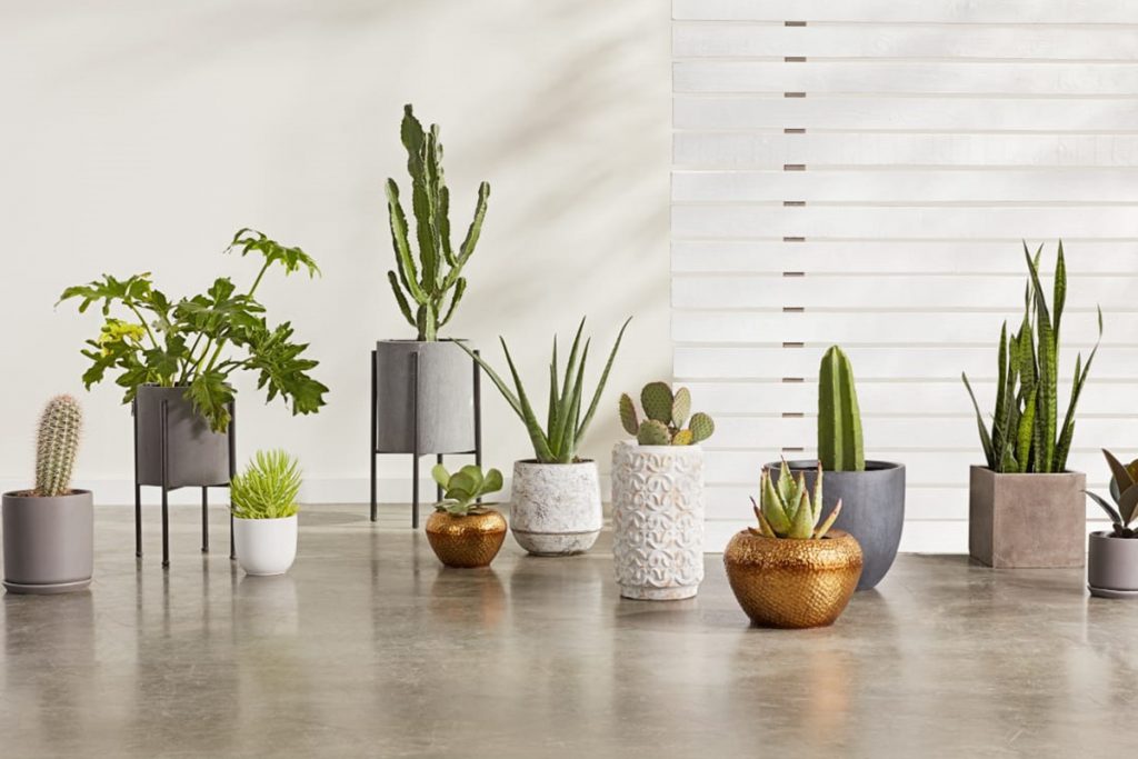 Artificial Plants Vs Real Plants For Home Decors First Decor World