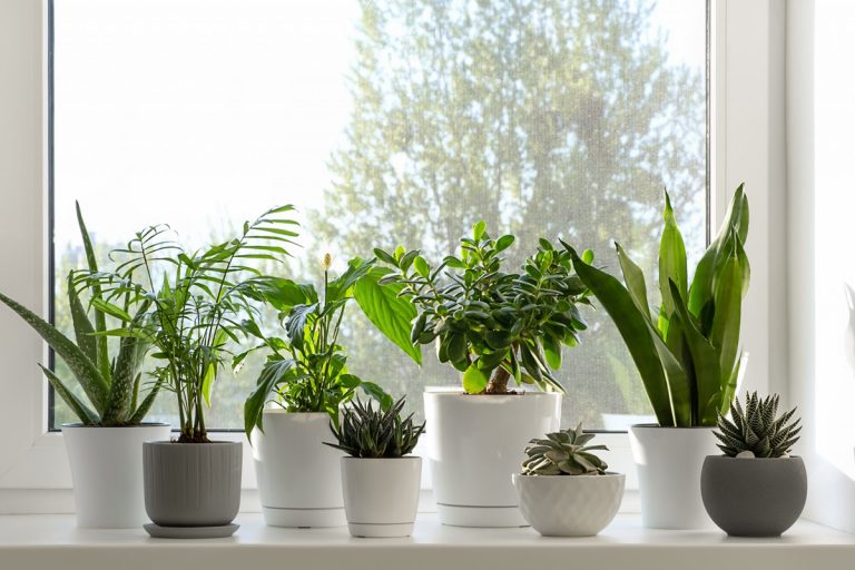 Tips For Growing Indoor Green Plants2
